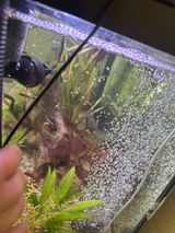 Dresaquatics review photo
