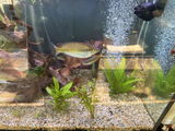 Dresaquatics review photo