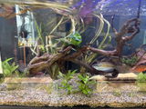 Dresaquatics review photo