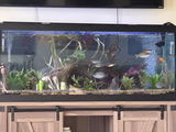 Dre's aquatics review photo