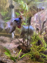 Patty review photo