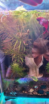 MaddKattFishLady review photo