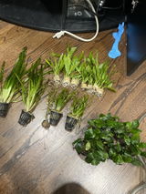 Sal.S review photo