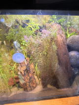 Denisse review photo