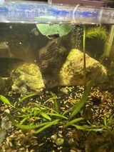 Billy Ritter review photo