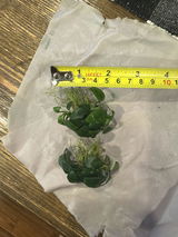 Veronica B. review photo