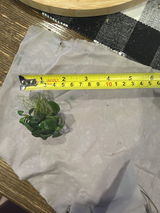Veronica B. review photo