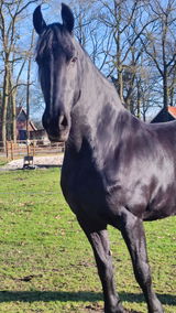 Jodyhofhuis review photo