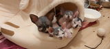 IS*Neptune's Faraway Sphynx Ræktun review photo