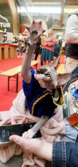 IS*Neptune's Faraway Sphynx Ræktun review photo
