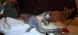 IS*Neptune's Faraway Sphynx Ræktun review photo
