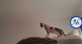 IS*Neptune's Faraway Sphynx Ræktun review photo
