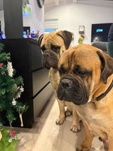Martröð & Árás BULLMASTIFF review photo