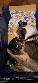 Guðný Halla Gunnlaugsd review photo