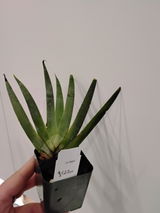 Robert Sok review photo