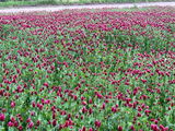 Pollinators stop here review photo