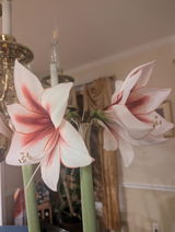 Flower enthusiast review photo