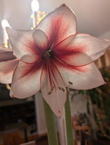 Flower enthusiast review photo