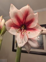 Flower enthusiast review photo