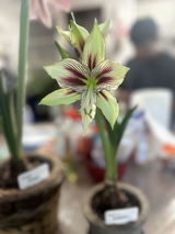 Genevie review photo