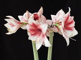 John Thome review photo