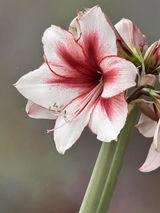 John Thome review photo