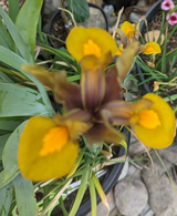 Flower Enthusiast review photo