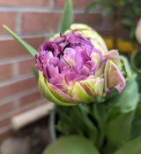 Flower Enthusiast review photo