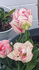 Flower Enthusiast review photo