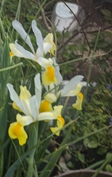 Flower Enthusiast review photo