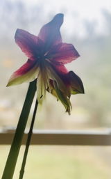 Cecile Brion review photo