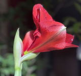 Cecile Brion review photo