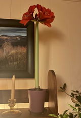 Cecile Brion review photo
