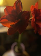 Cecile Brion review photo