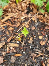 Oregon grown review photo