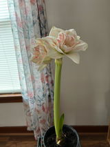 Susan Gray review photo