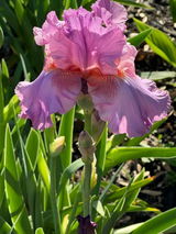 Kelley B review photo
