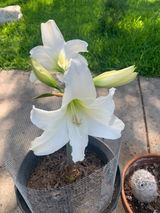 Jesus villarreal review photo