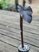 Cassia review photo