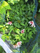 Gardener Lori review photo
