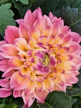 Gardener Lori review photo