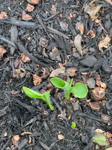 Cassondra Pitts review photo