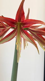 Adriana review photo