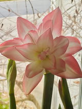 Adriana review photo