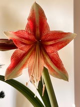 Adriana review photo