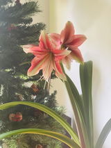 Adriana review photo