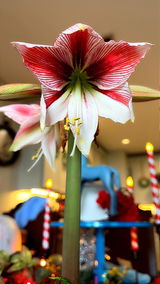 R Hoopes review photo