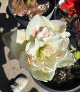 Linda review photo