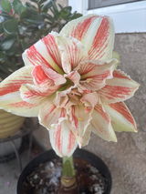 Linda review photo