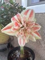 Linda review photo
